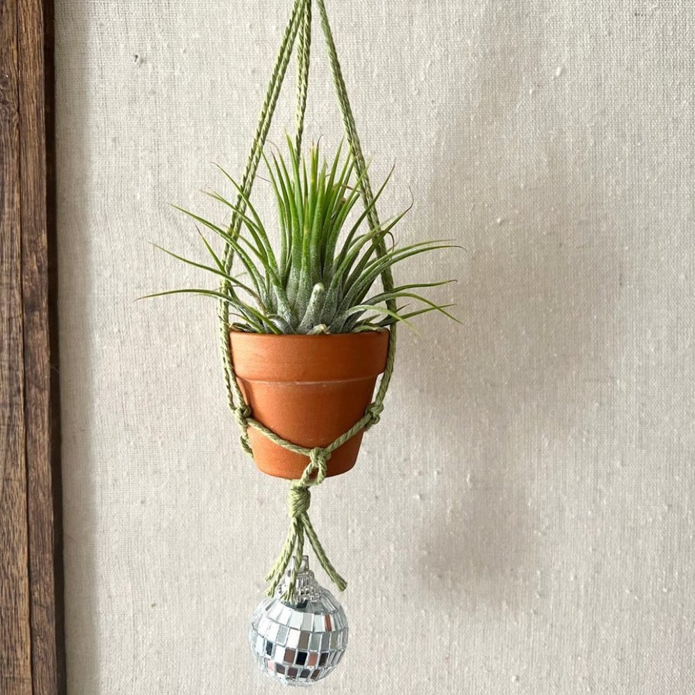 Moss Disco Air Plant Hanger